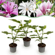 Livraison plante Magnolia mix – Lot de 3 – Pot 12 cm – Hauteur 30 cm