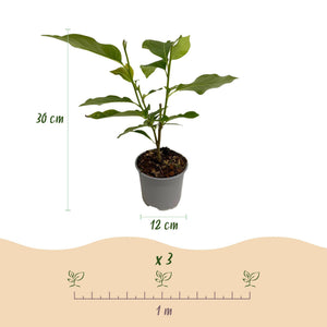 Livraison plante Magnolia Ricki – Lot de 1 – Pot 12 cm – Hauteur 30 cm