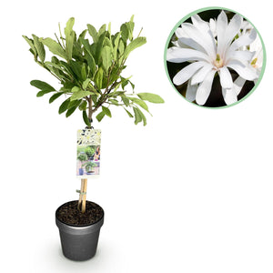 Livraison plante Magnolia stellata – Lot de 1 – Pot 19 cm – Hauteur 90 cm