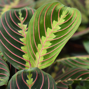 Livraison plante Maranta Fascinator