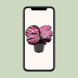 Livraison plante Mini Calathea Roseopicta Rosey