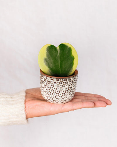 Mini Hoya hjärta variegata