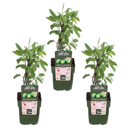 Livraison plante Mini kiwi Actinidia arguta 'issai' lot de 3 - ↨45cm - Ø13 - arbuste fruitier