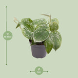 Livraison plante Mini Philodendron Scandens Pictus