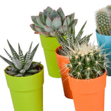 Livraison plante Mix de 15 cactus et succulentes et leurs caches - pots colorés h13cm