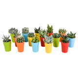 Livraison plante Mix de 15 cactus et succulentes et leurs caches - pots colorés h13cm