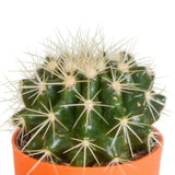 Livraison plante Mix de 5 cactus et leurs caches - pots colorés h16cm