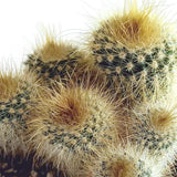 Livraison plante Mix de 5 cactus h13cm