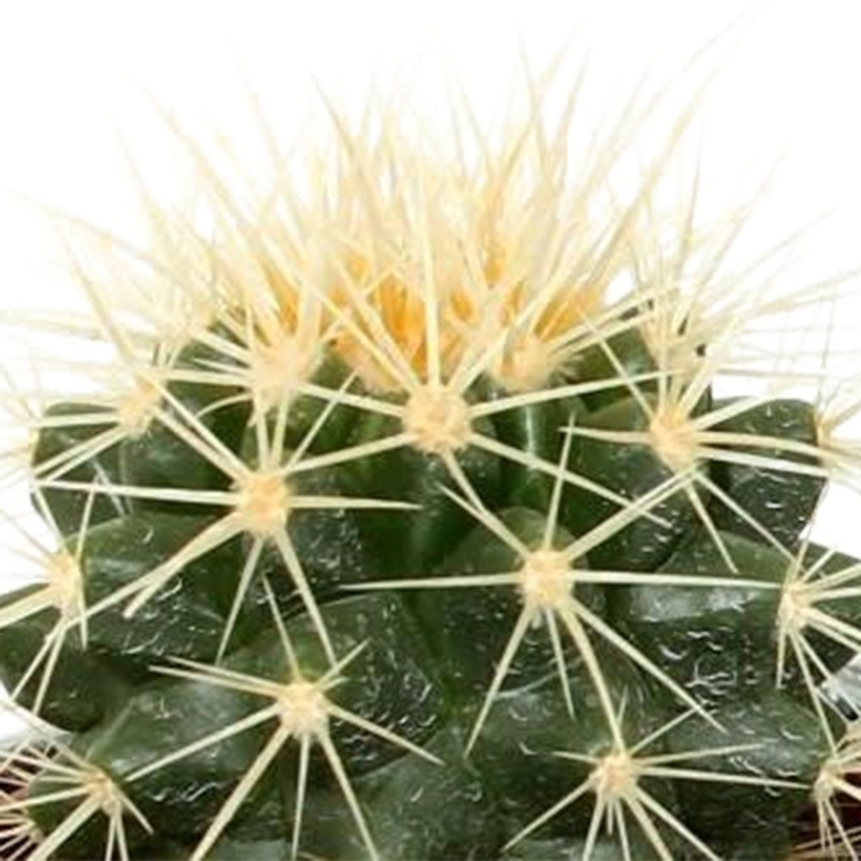 Livraison plante Mix de 5 cactus h13cm