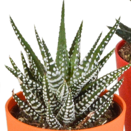 Livraison plante Mix de 5 Gasteria et Haworthia h16cm