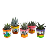 Livraison plante Mix de 5 succulentes et leurs caches - pots h13cm