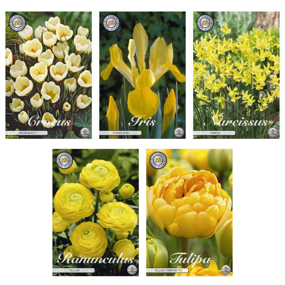 Livraison plante Mix de Bulbes (Crocus, Iris, Narcisses, Renoncules, Tulipes) - 62 unités