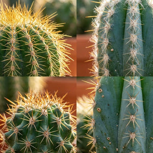 Livraison plante Mix mini Cactus