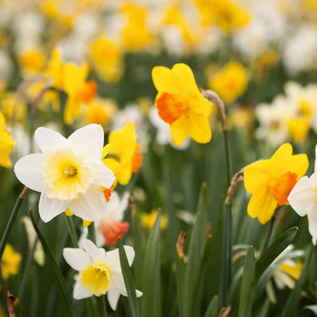 Livraison plante Mix Super Narcisses - 100 Bulbes pour un Jardin Éclatant