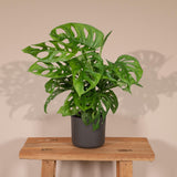 Livraison plante Monstera Adansonii Monkey Leaf