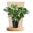 Livraison plante Monstera Deliciosa 21