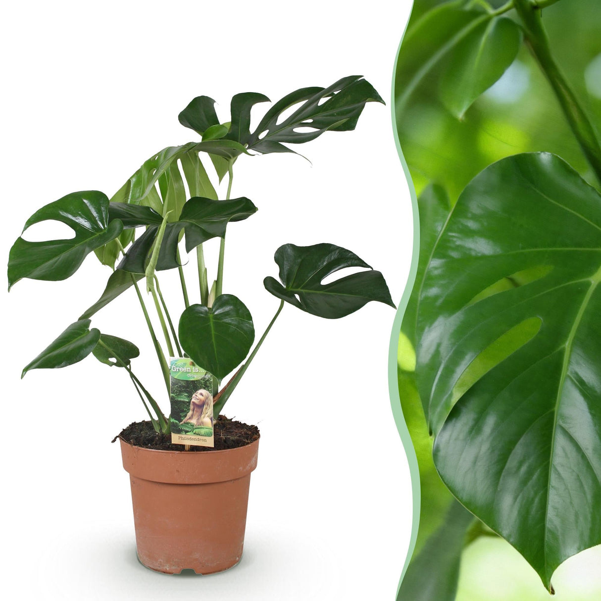 Livraison plante Monstera Deliciosa