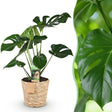 Livraison plante Monstera Deliciosa et panier H75 cm