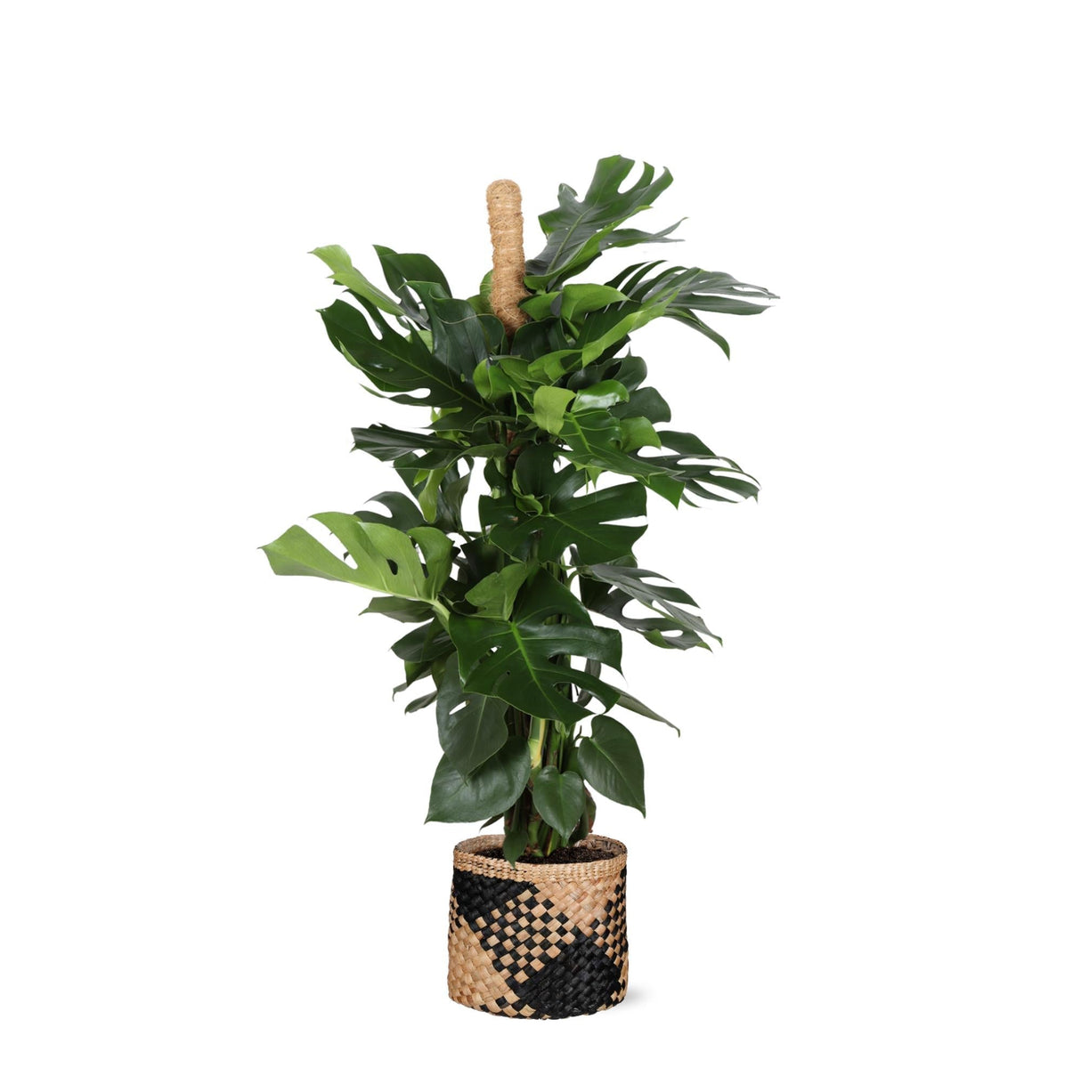 Livraison plante Monstera Deliciosa et son pot