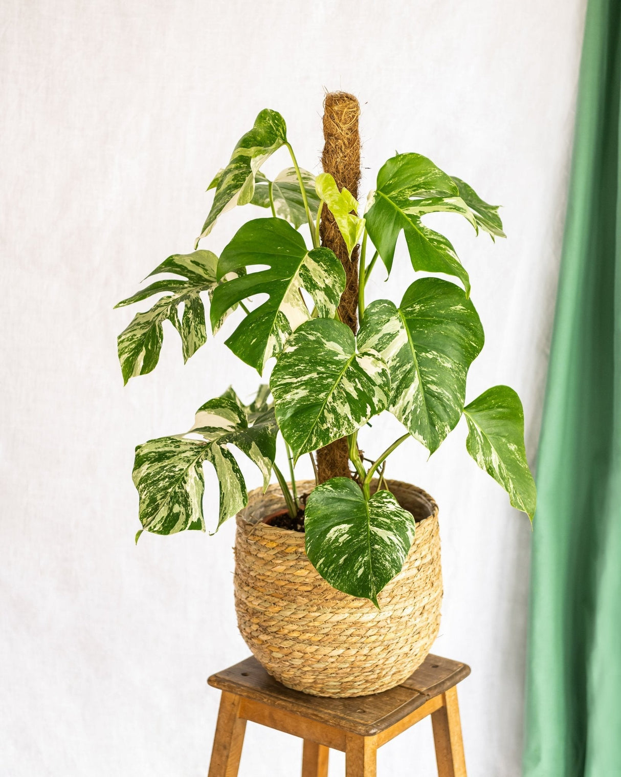 Livraison plante Monstera Deliciosa Variegata XL