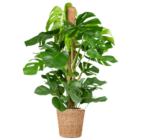 Livraison plante Monstera Deliciosa XL met Torun mand - 120cm - Ø24