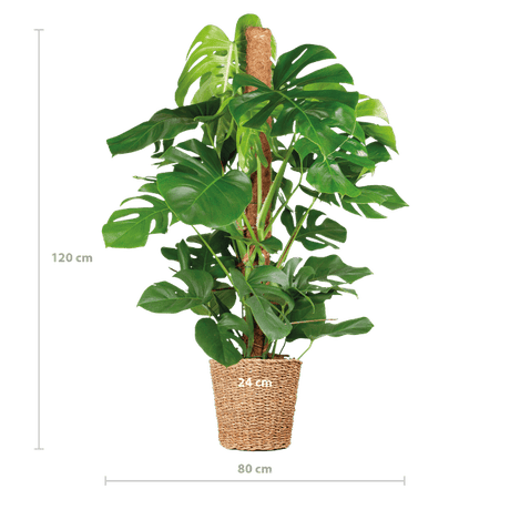 Livraison plante Monstera Deliciosa XL met Torun mand - 120cm - Ø24