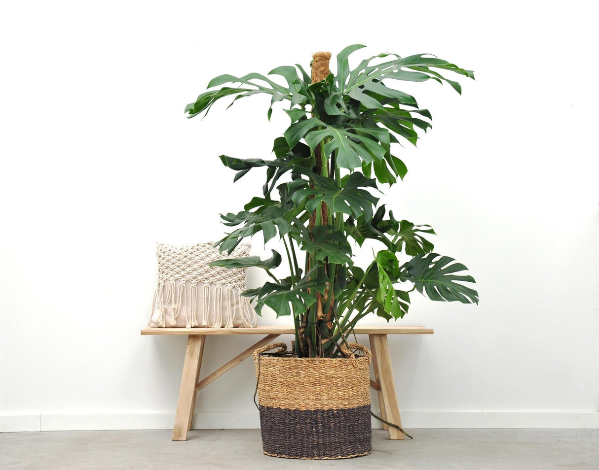 Livraison plante Monstera Deliciosa XXL