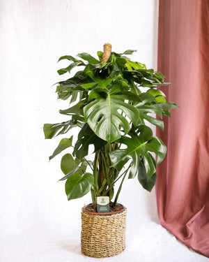 Monstera Deliciosa XXL förmyndare