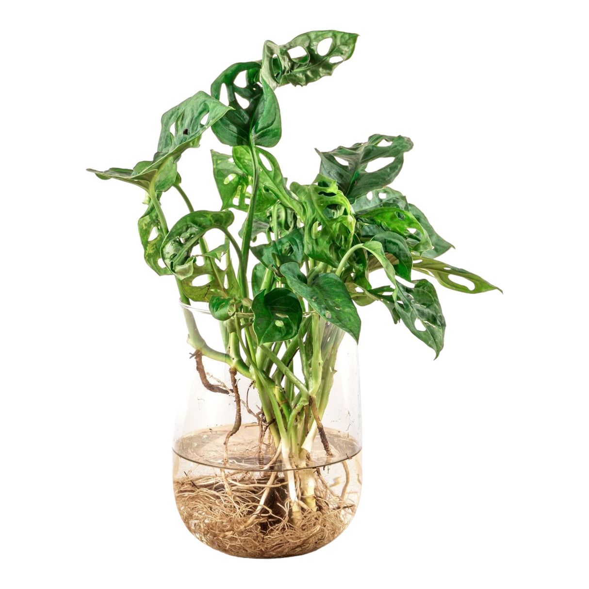 Livraison plante Monstera in vaas DIY - pakket - Hydroponie