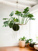 Livraison plante Monstera kokedama - plante artificielle tombante