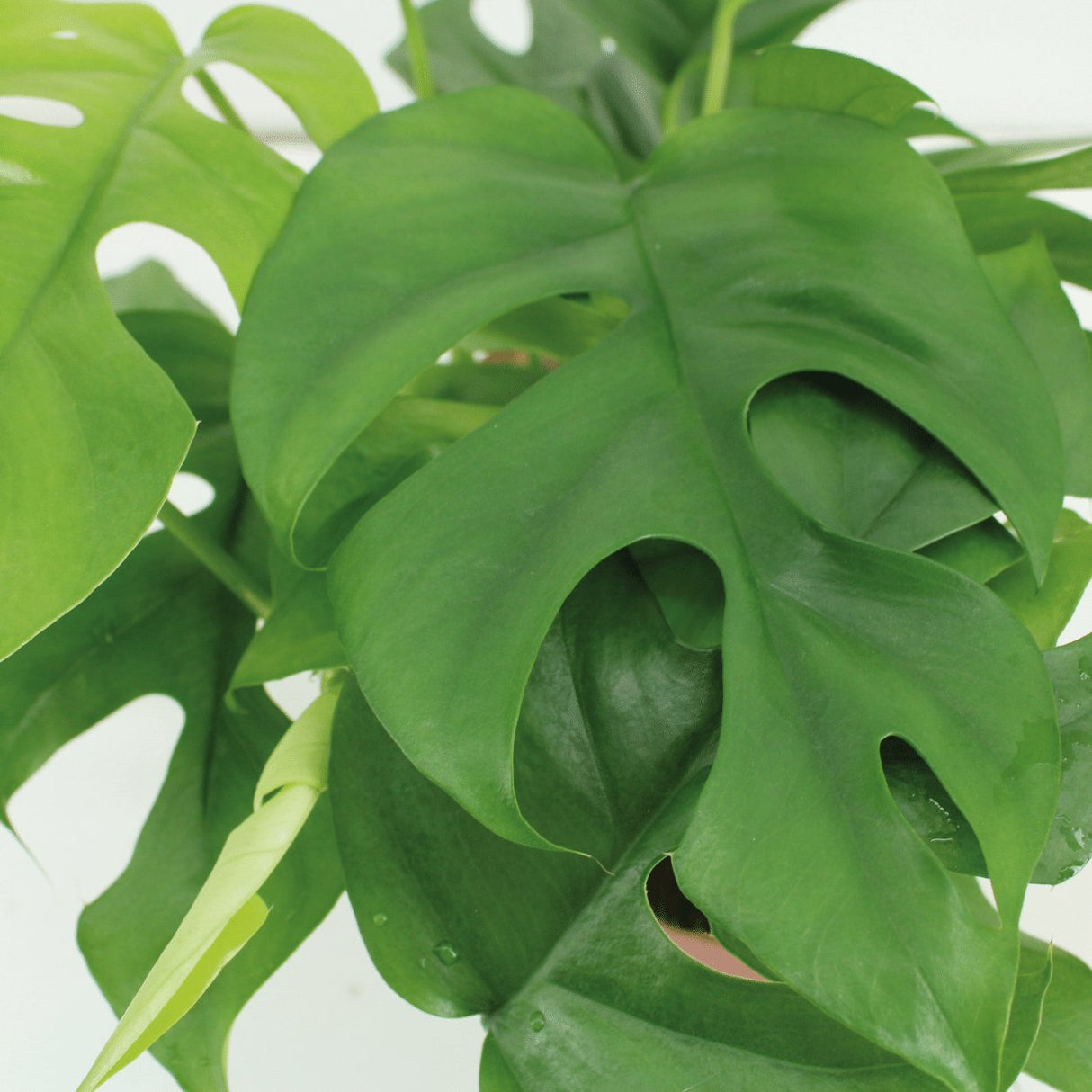 Livraison plante Monstera Minima - Lot de 2