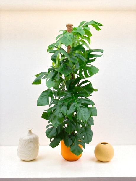 Livraison plante Monstera Pertusum 150cm et son pot