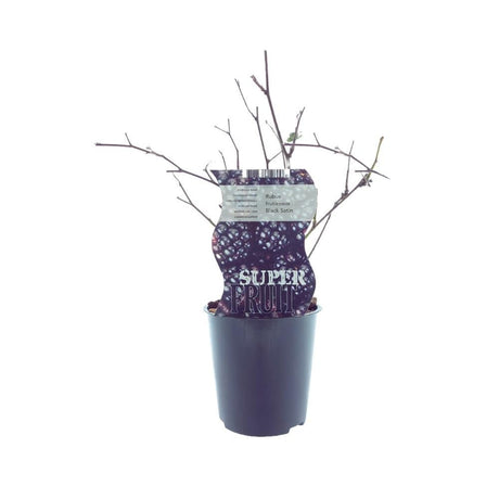 Livraison plante Mûres sans épines - Rubus Black Satin