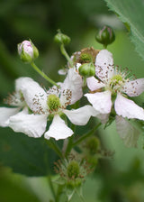 Livraison plante Murier Lochness - arbuste fruitier