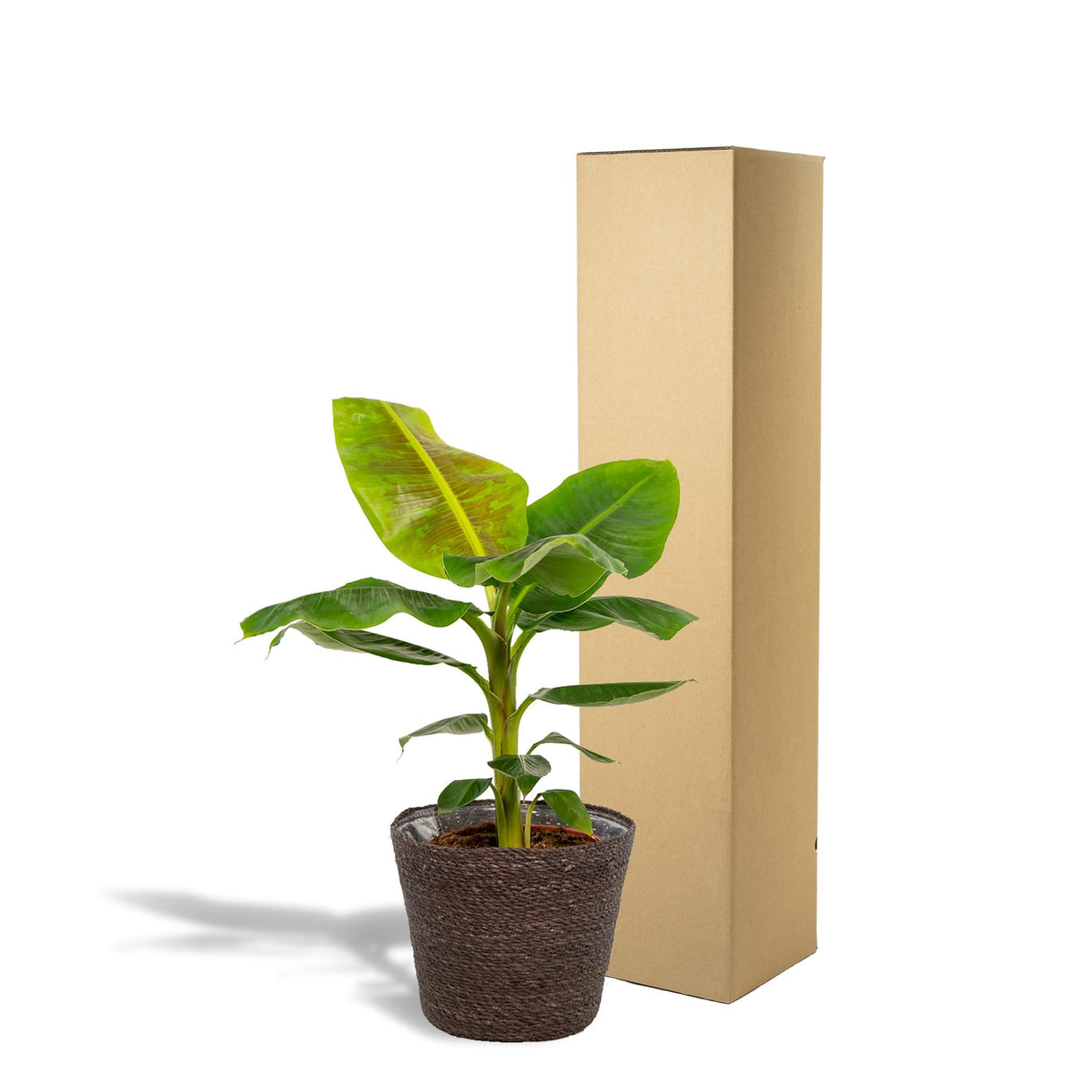 Livraison plante Musa Dwarf Cavendish - ↨90cm - Ø21cm + Mand Igmar