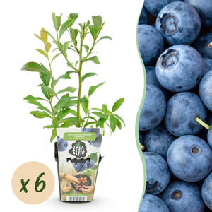 Livraison plante Myrtille Bluecrop x3