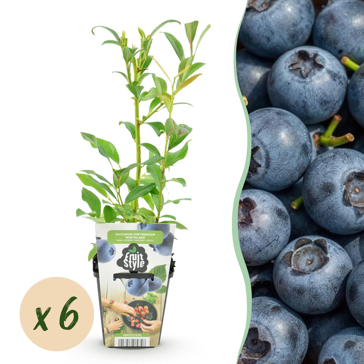 Livraison plante Myrtille Northland x3