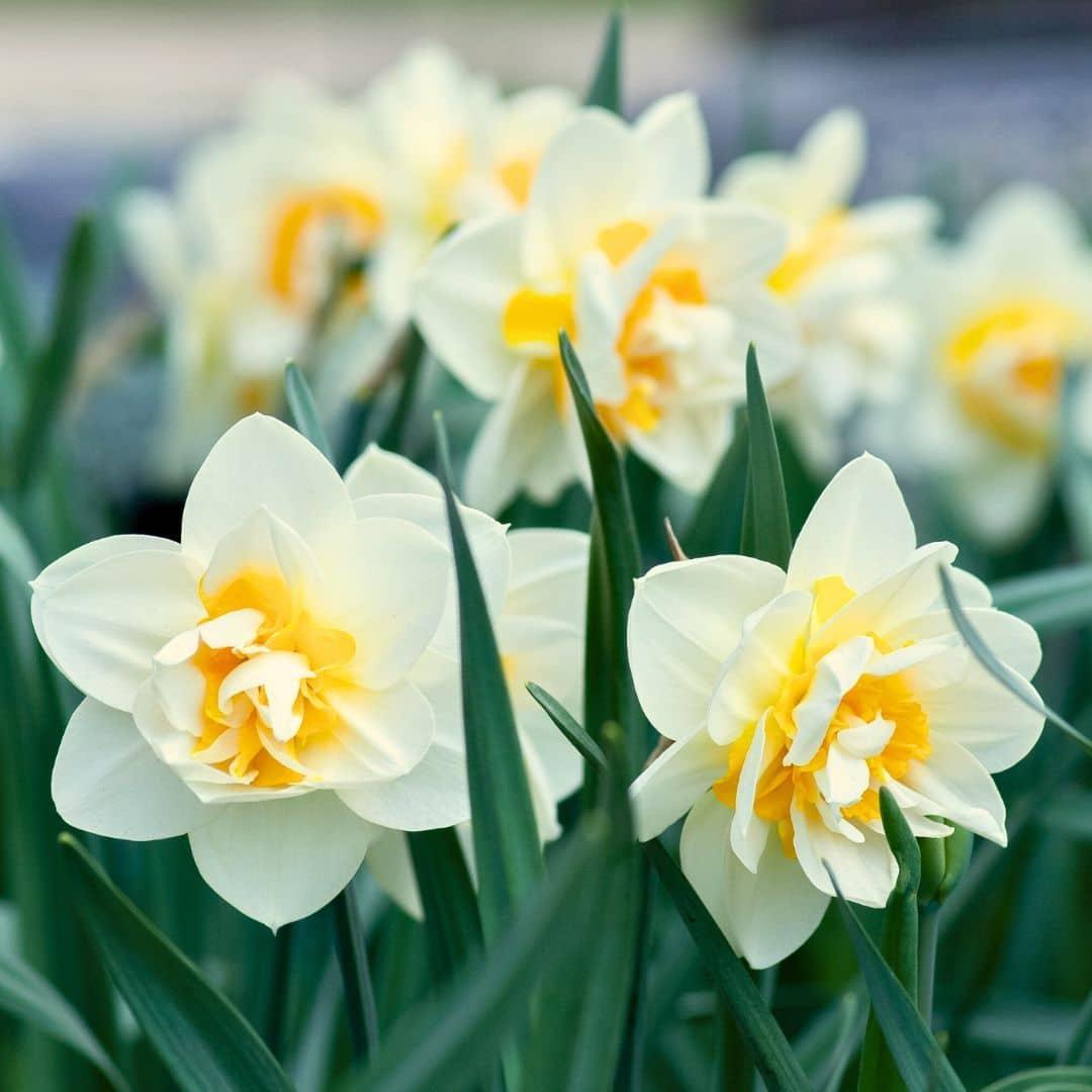 Livraison plante Narcisse 'Salou' - 10 Bulbes