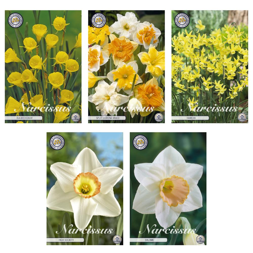 Livraison plante Narcisses - Mix de 5 variétés - 35 bulbes