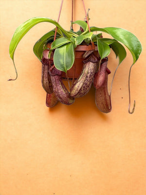 Livraison plante Nepenthes Monkey Jars Rob
