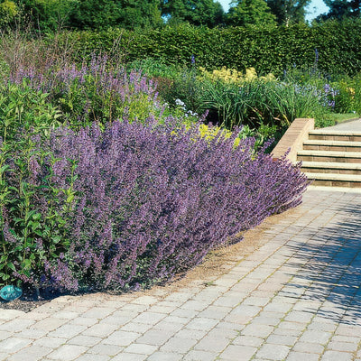 Kattmynta (Nepeta x faassenii) 'Six Hills Giant'