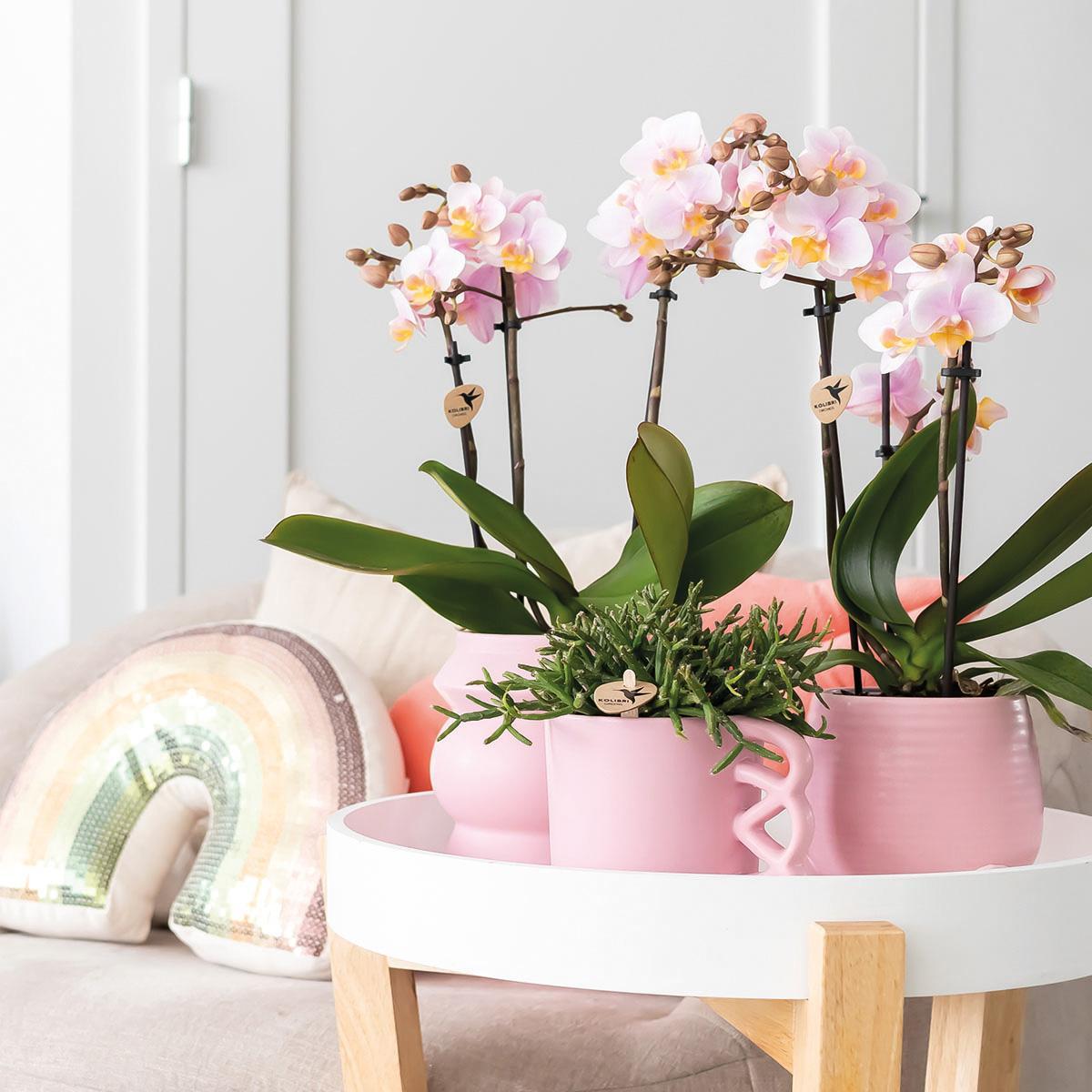 Livraison plante Offre Combi : 2 Orchidées Phalaenopsis Roses - Andorra, Plante d'Intérieur