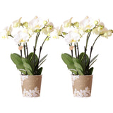 Livraison plante Offre Combinée : 2 Orchidées Phalaenopsis Blanches en Fleurs