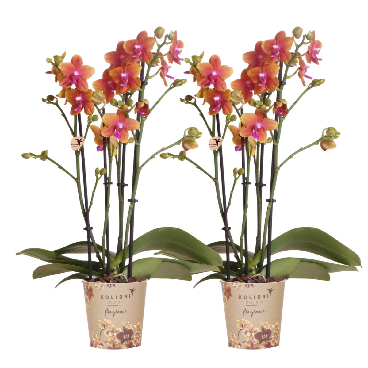 Livraison plante Offre Combinée : 2 Orchidées Phalaenopsis Parfumées Orange