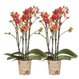 Livraison plante Offre Combinée : 2 Orchidées Phalaenopsis Parfumées Orange