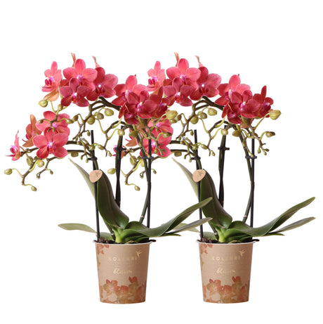 Livraison plante Offre Spéciale : Duo d'Orchidées Phalaenopsis Rouges Congo