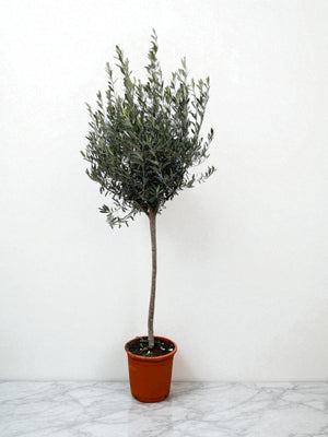 Livraison plante Olivier - Olea Europaea tronc
