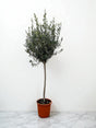 Livraison plante Olivier - Olea Europaea tronc