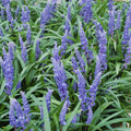 Turkosört (Ophiopogon Japonicus) 'Big Blue'