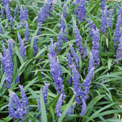 Turkosört (Ophiopogon Japonicus) 'Big Blue'